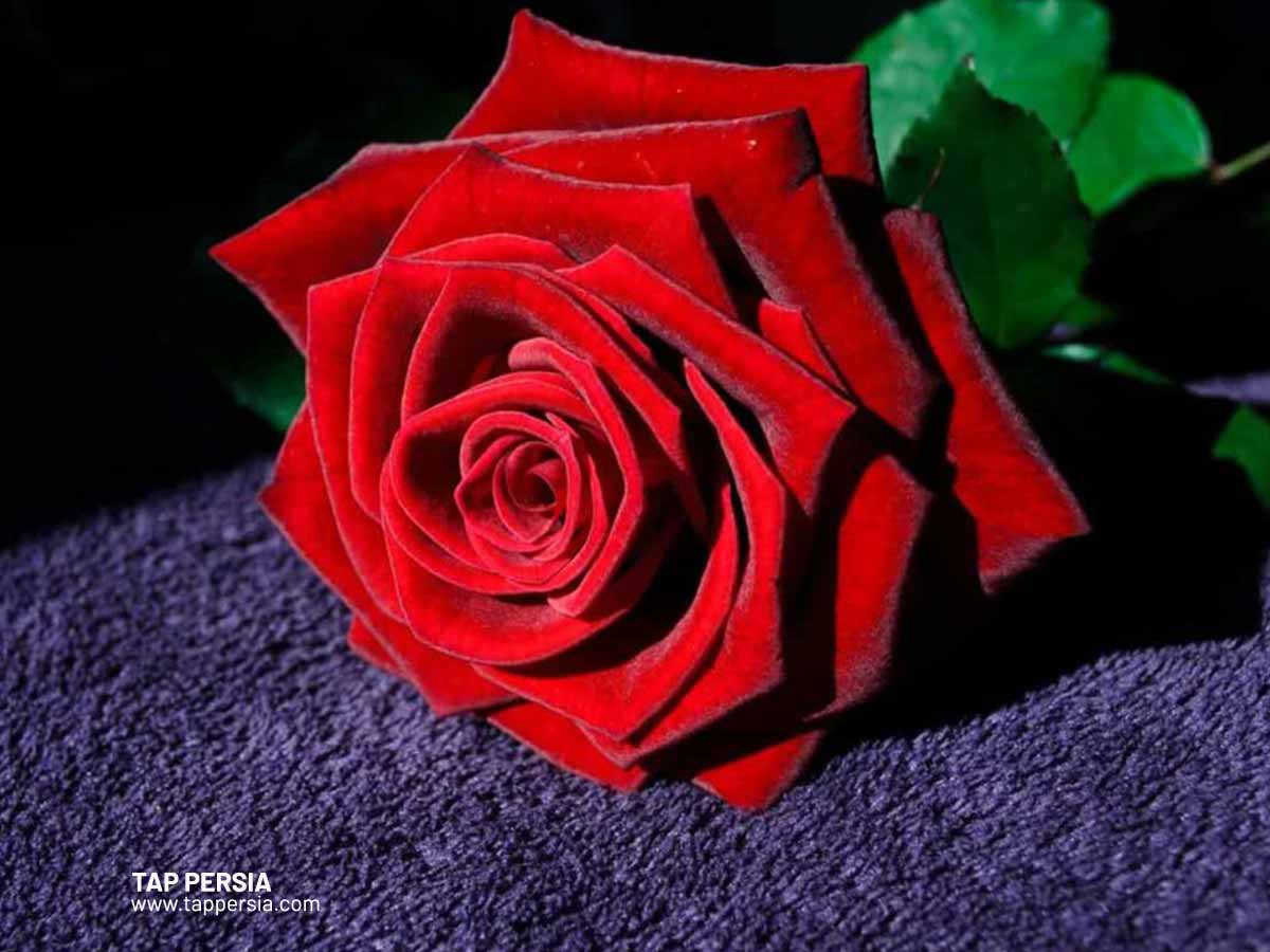 Symbolic Meaning of Roses: A Complete Guide – Persa Flores